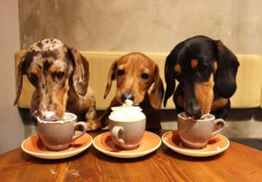 Cafe Pet Friendly