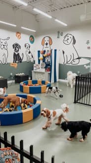 รวม Pet Friendly ใกล้กรุงเทพ...